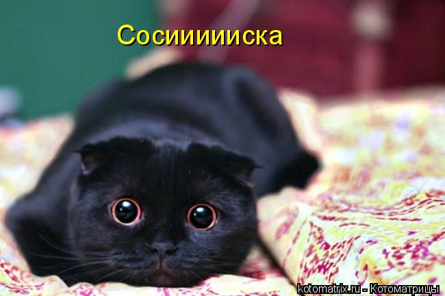 Котоматрица: Сосиииииска