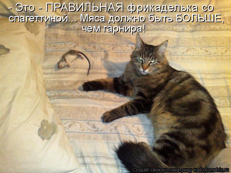 Котоматрица: - Это - ПРАВИЛЬНАЯ фрикаделька со  спагеттиной... Мяса должно быть БОЛЬШЕ, чем гарнира!