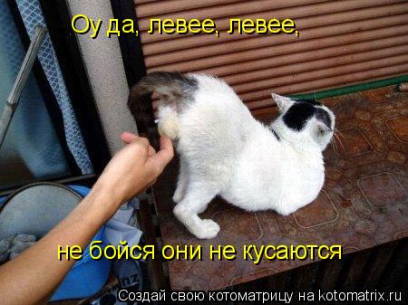 Котоматрица: Оу да, левее, левее,  не бойся они не кусаются