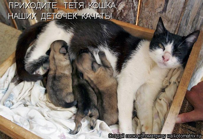 Котоматрица: ПРИХОДИТЕ,  ТЕТЯ  КОШКА,   ПРИХОДИТЕ,  ТЕТЯ  КОШКА,   НАШИХ  ДЕТОЧЕК  КАЧАТЬ!