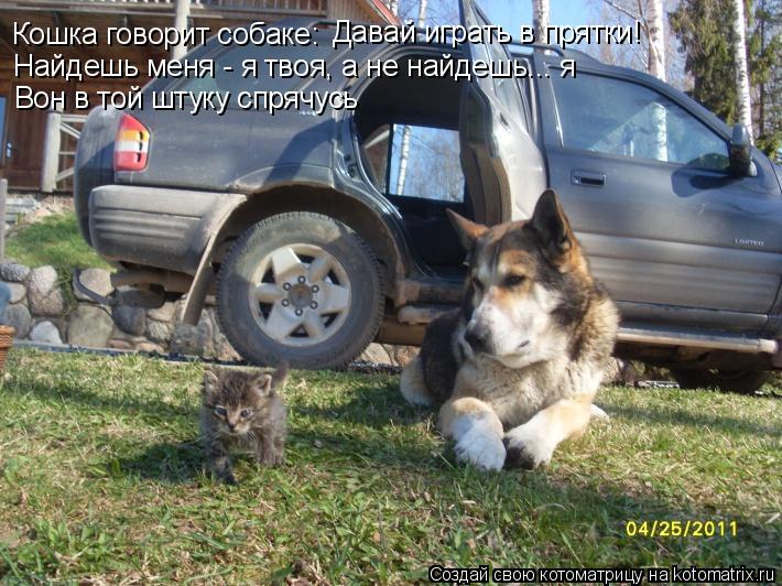 Котоматрица: Кошка говорит собаке: Давай играть в прятки! Найдешь меня - я твоя, а не найдешь... я Вон в той штуку спрячусь