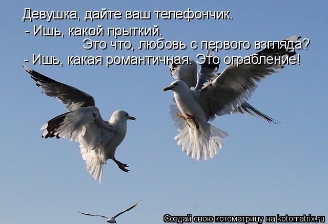 Котоматрица: Девушка, дайте ваш телефончик.   - Ишь, какой прыткий.  Это что, любовь с первого взгляда?  - Ишь, какая романтичная. Это ограбление!