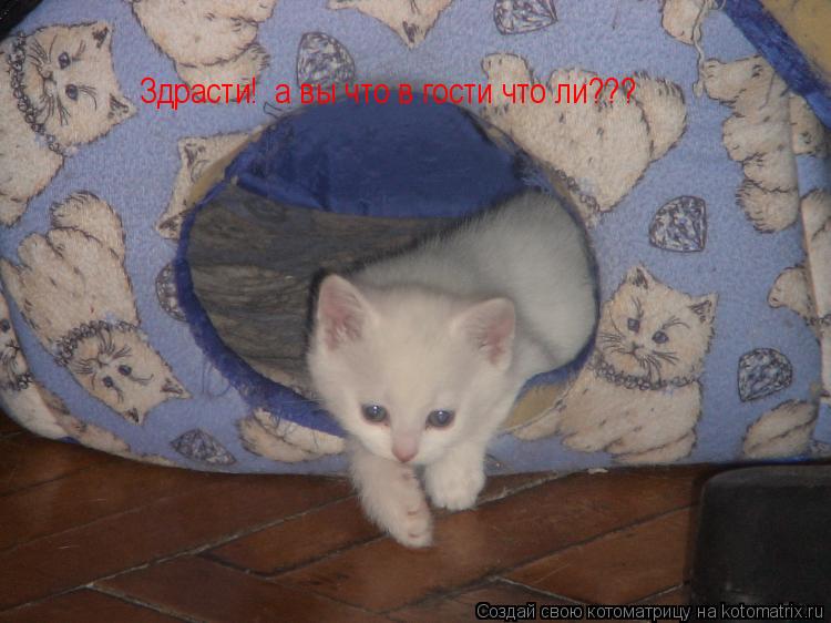 Котоматрица: Здрасти!  а вы что в гости что ли???