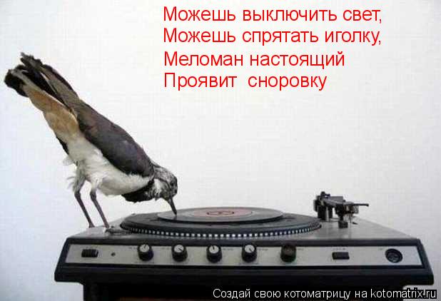 Можешь выключить свет, Можешь спрятать иголку, Меломан настоящий Проявит сноровку... Котоматрица: Можешь выключить свет, Можешь спрятать иголку, Меломан настоящий Проявит сноровку
