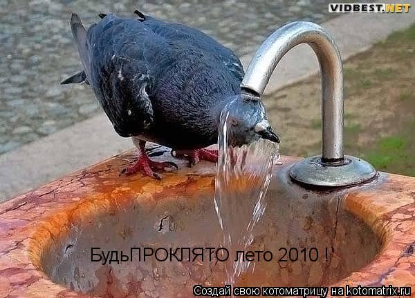 Котоматрица: БудьПРОКЛЯТО лето 2010 !