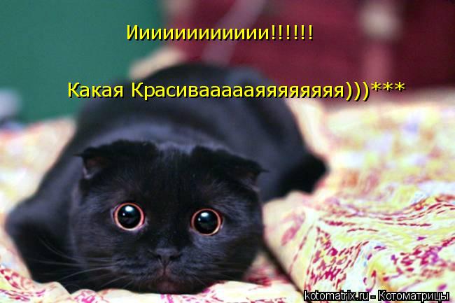 Котоматрица: Ииииииииииии!!!!!! Какая Красиваааааяяяяяяяя)))***