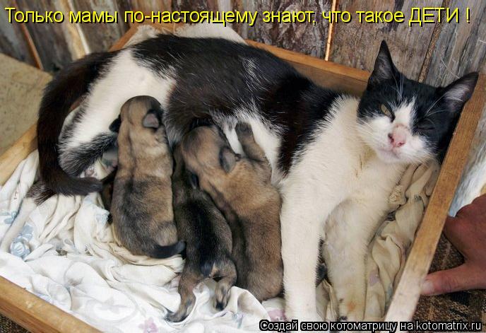 Котоматрица: Только мамы по-настоящему знают, что такое ДЕТИ !