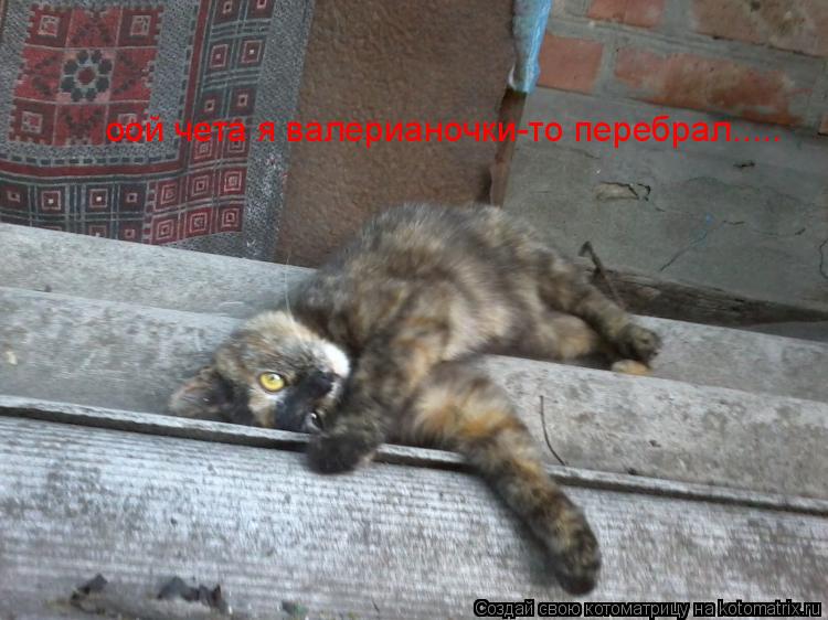 Котоматрица: оой чета я валерианочки-то перебрал.....