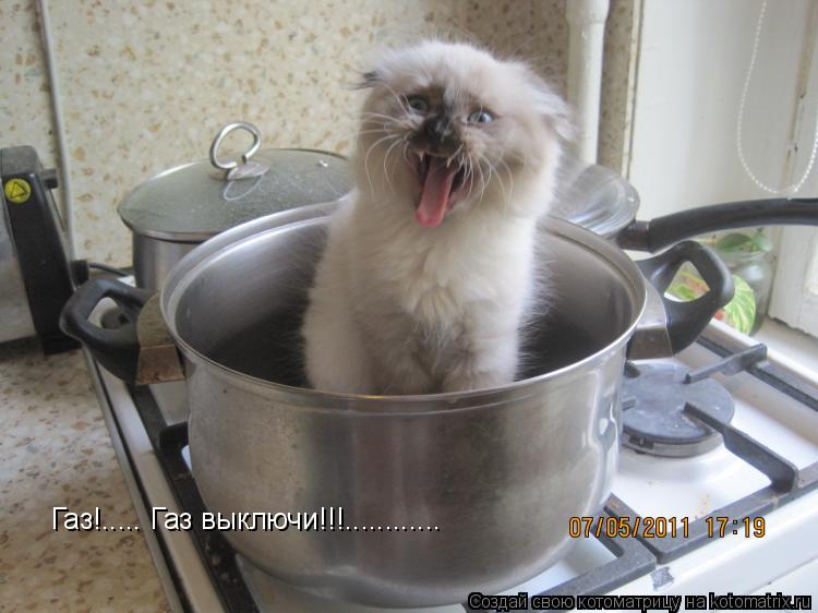 Котоматрица: Газ!..... Газ выключи!!!............