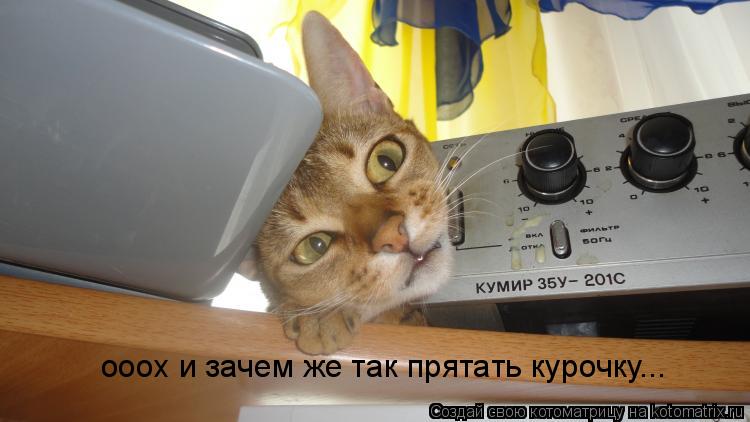 Котоматрица: ооох и зачем же так прятать курочку...