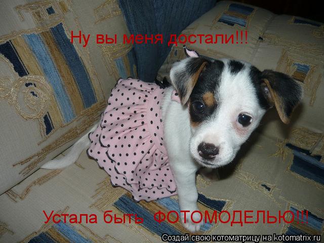 Котоматрица: Ну вы меня достали!!! Устала быть  ФОТОМОДЕЛЬЮ!!!