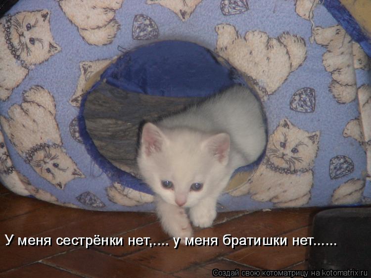 Котоматрица: У меня сестрёнки нет,.... у меня братишки нет...... У меня сестрёнки нет,.... у меня братишки нет......