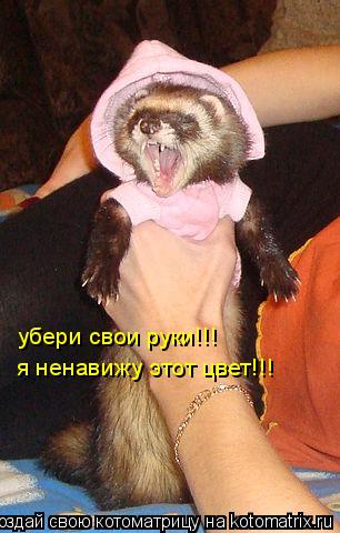 убери свои руки!!! я ненавижу этот цвет!!!... Котоматрица: убери свои руки!!! я ненавижу этот цвет!!!