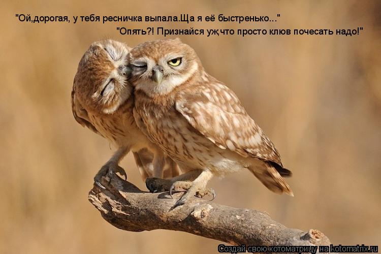 "Ой,дорогая, у тебя ресничка выпала.Ща я её быстренько..." "Опять?! Признайся уж,что просто клюв поче... Котоматрица: "Ой,дорогая, у тебя ресничка выпала.Ща я её быстренько..." "Опять?! Признайся уж,что просто клюв почесать надо!"