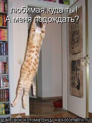 любимая,куда ты! А меня подождать?... Котоматрица: любимая,куда ты! А меня подождать?