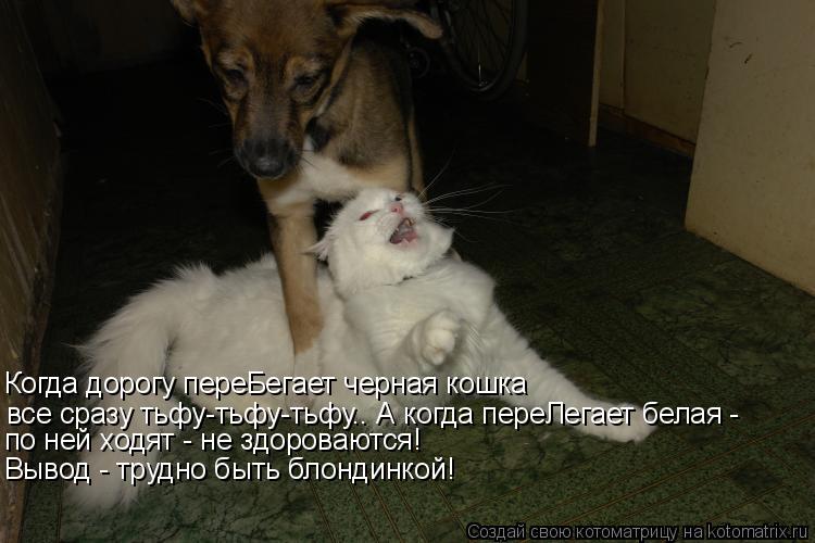 все сразу тьфу-тьфу-тьфу.. А когда переЛегает белая - по ней ходят - не здороваются! Вывод - трудно ... Котоматрица: все сразу тьфу-тьфу-тьфу.. А когда переЛегает белая - по ней ходят - не здороваются! Вывод - трудно быть блондинкой! Когда дорогу переБегает ч