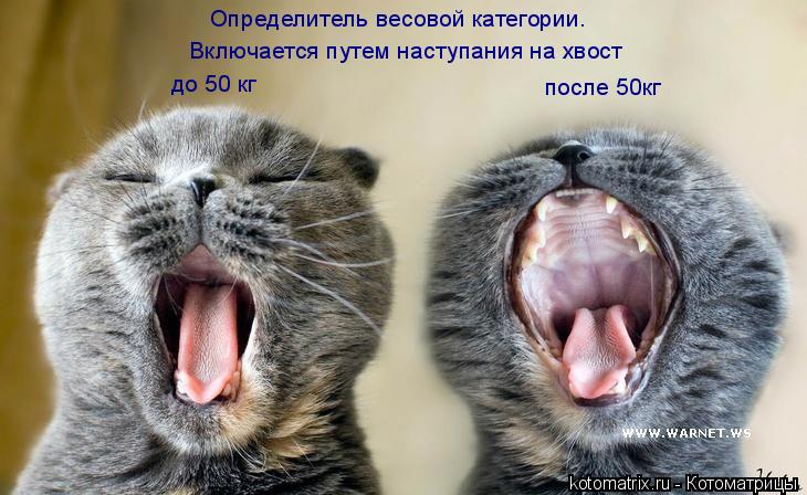 Определитель весовой категории. до 50 кг после 50кг Включается путем наступания на хвост... Котоматрица: Определитель весовой категории. до 50 кг после 50кг Включается путем наступания на хвост