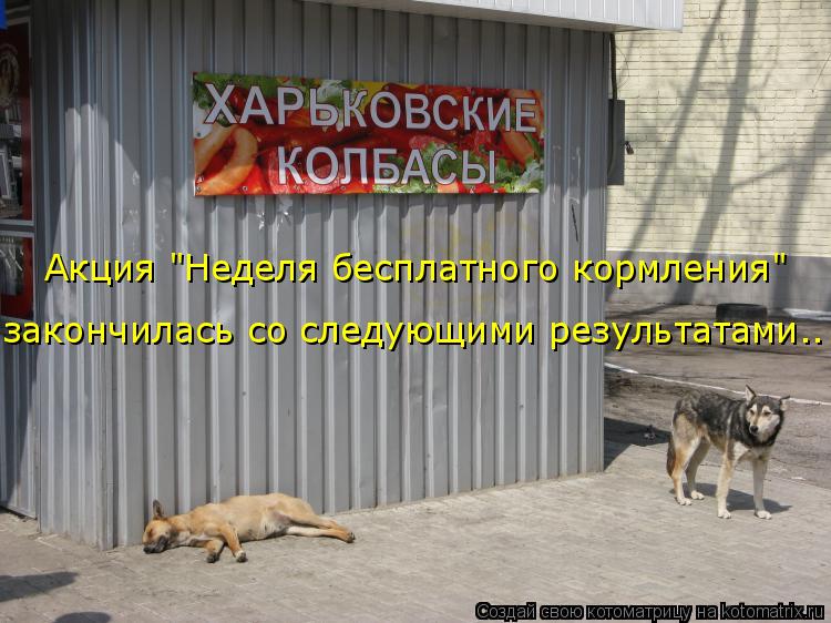 Акция "Неделя бесплатного кормления" закончилась со следующими результатами..... Котоматрица: Акция "Неделя бесплатного кормления" закончилась со следующими результатами..