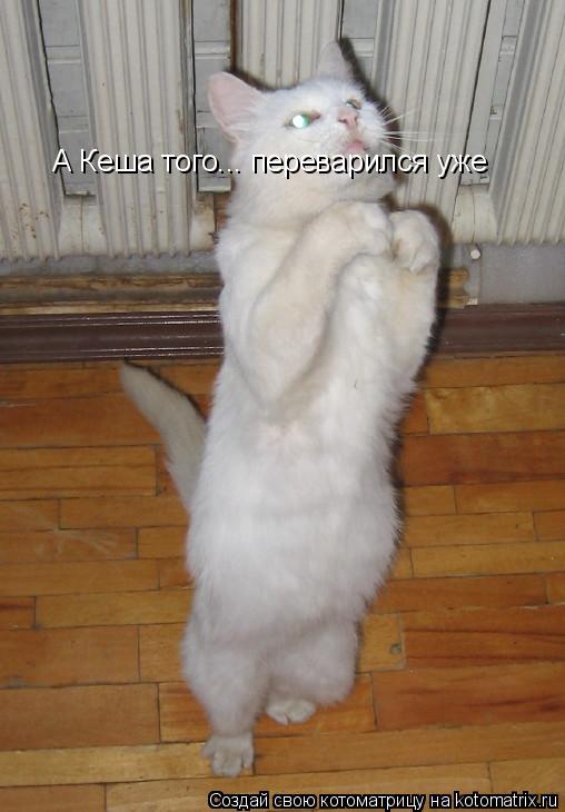 А Кеша того... переварился уже... Котоматрица: А Кеша того... переварился уже