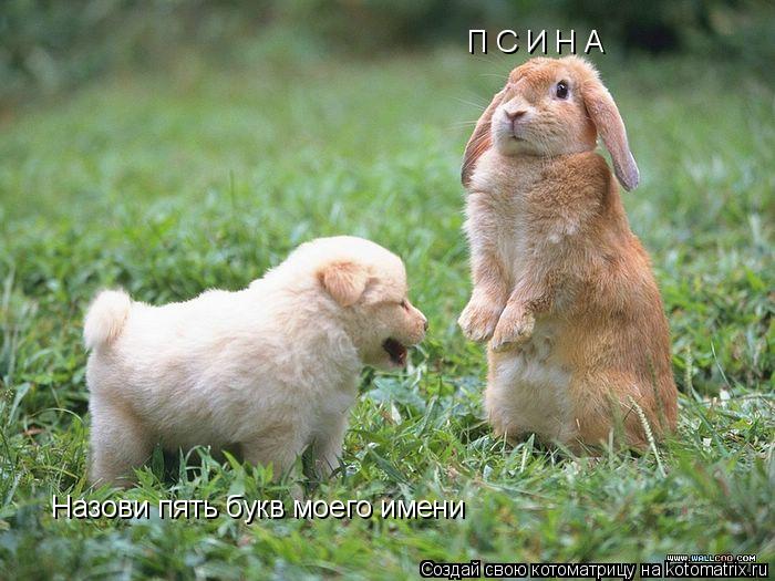 Назови пять букв моего имени П С И Н А... Котоматрица: Назови пять букв моего имени П С И Н А