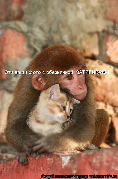 Эти ваши фото с обезьянкой ЗАТЯГИВАЮТ... Котоматрица: Эти ваши фото с обезьянкой ЗАТЯГИВАЮТ