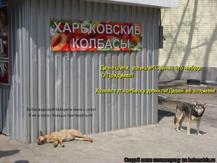 Бобик,выручай!Заберите меня к себе! Я не в силах больше притворяться! Да не шипи, услышат!Сейчас что ... Котоматрица: Бобик,выручай!Заберите меня к себе! Я не в силах больше притворяться! Да не шипи, услышат!Сейчас что нибудь... О!Придумал! Хозяин тут колбаску