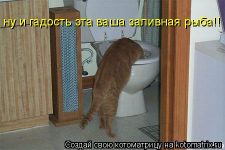Котоматрица: ну и гадость эта ваша заливная рыба!!