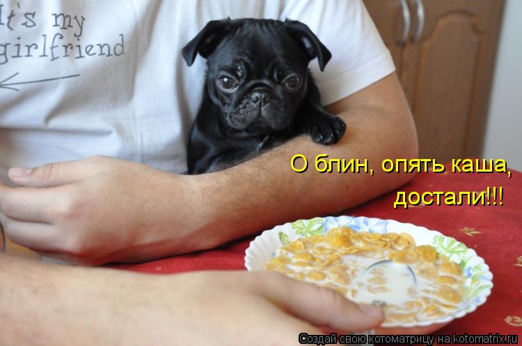 Котоматрица: О блин, опять каша достали!!! ,