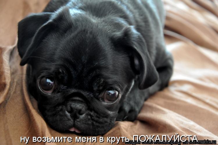 Котоматрица: ну возьмите меня в круть ПОЖАЛУЙСТА
