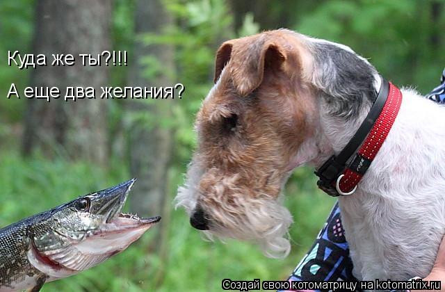 Котоматрица: А еще два желания? Куда же ты?!!!
