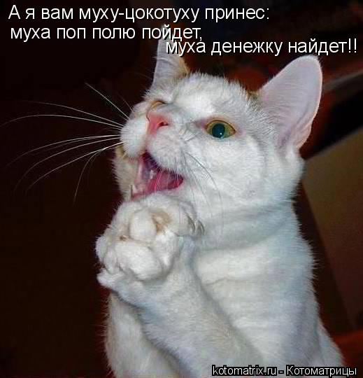 Котоматрица: А я вам муху-цокотуху принес: муха поп полю пойдет, муха денежку найдет!!