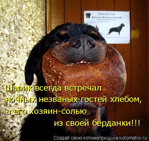 Шарик всегда встречал ночных незваных гостей хлебом, а его хозяин-солью из своей берданки!!!... Котоматрица: Шарик всегда встречал ночных незваных гостей хлебом, а его хозяин-солью из своей берданки!!!