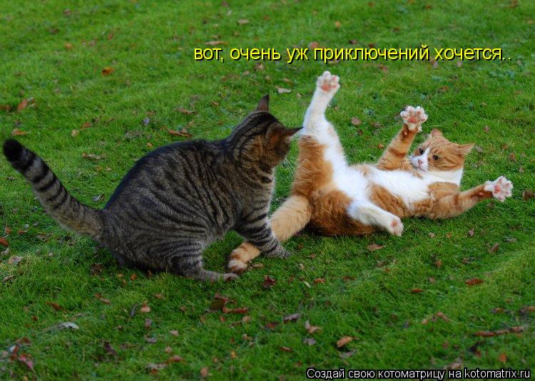 Котоматрица: вот, очень уж приключений хочется..