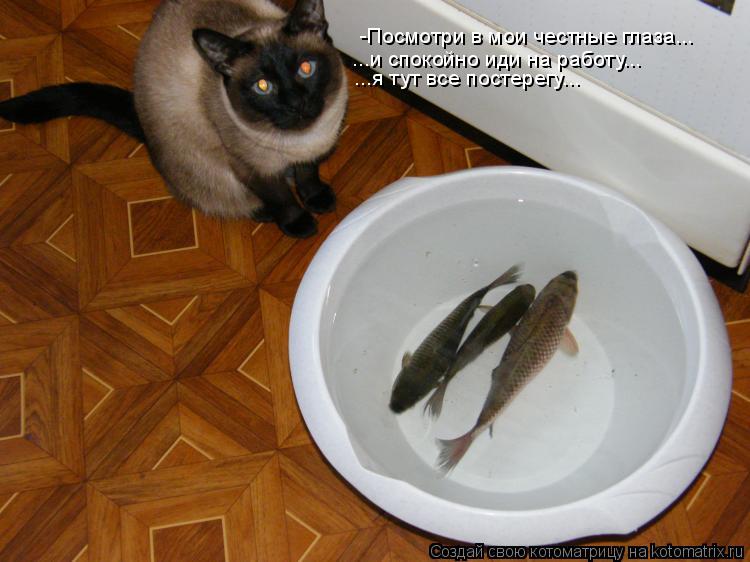 Котоматрица: -Посмотри в мои честные глаза... ...и спокойно иди на работу... ...я тут все постерегу...