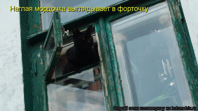 Котоматрица: Наглая мордочка выглядывает в форточку