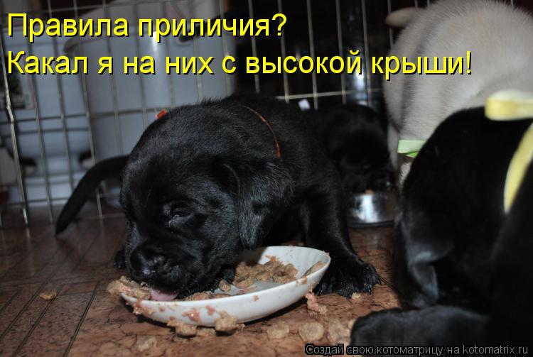 Котоматрица: Правила приличия? Какал я на них с высокой крыши!
