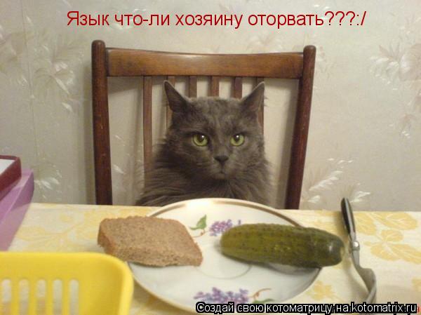 Котоматрица: Язык что-ли хозяину оторвать???:/