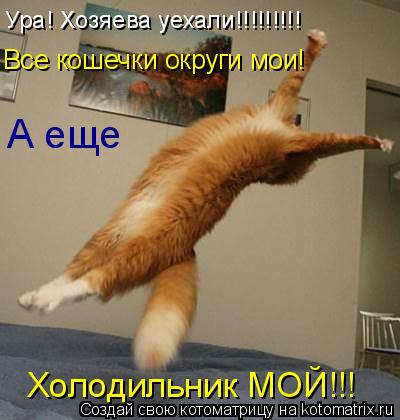 Котоматрица: Ура! Хозяева уехали!!!!!!!!! Холодильник МОЙ!!! Все кошечки округи мои! А еще