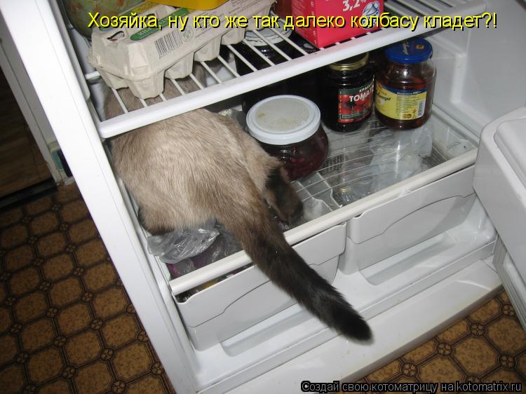 Котоматрица: Хозяйка, ну кто же так далеко колбасу кладет?!