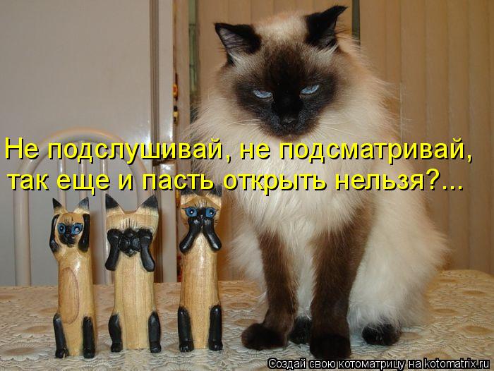 Не подслушивай, не подсматривай, так еще и пасть открыть нельзя?...... Котоматрица: Не подслушивай, не подсматривай, так еще и пасть открыть нельзя?...