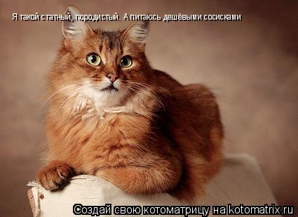 Котоматрица: Я такой статный, породистый. А питаюсь дешёвыми сосисками