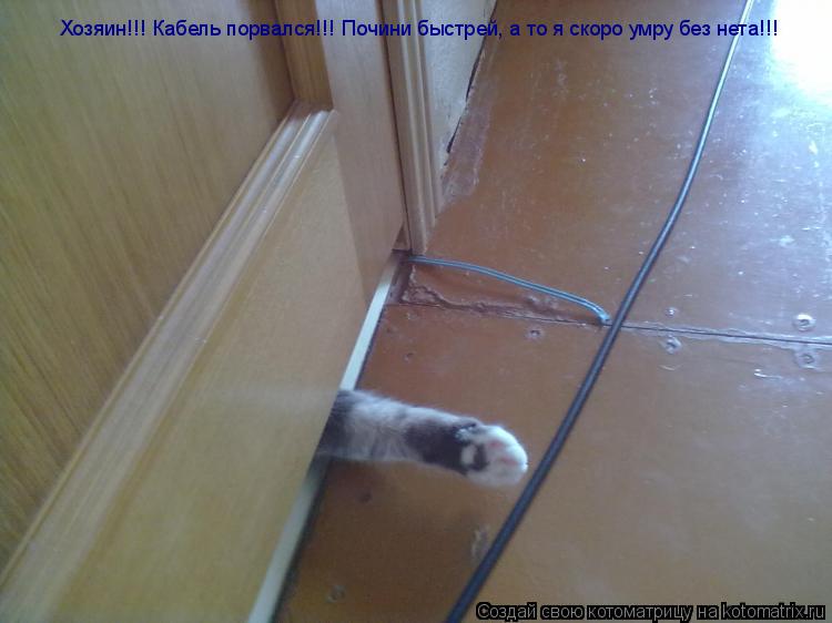 Котоматрица: Хозяин!!! Кабель порвался!!! Почини быстрей, а то я скоро умру без нета!!!