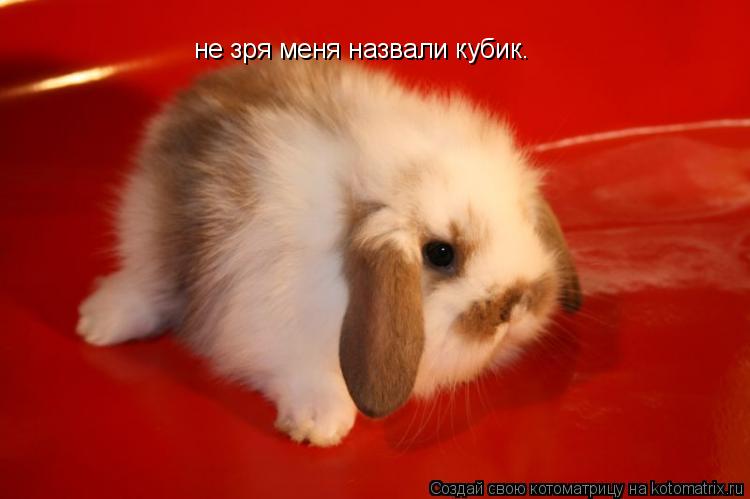 Котоматрица: не зря меня назвали кубик.