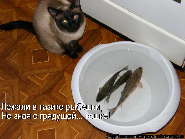 Лежали в тазике рыбёшки, Не зная о грядущей... кошке!... Котоматрица: Лежали в тазике рыбёшки, Не зная о грядущей... кошке!