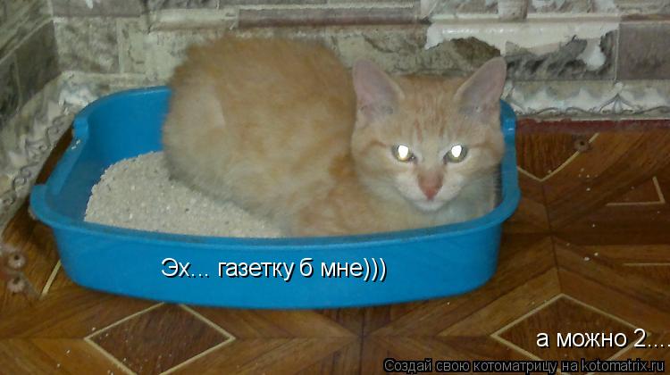 Котоматрица: Эх... газетку б мне))) а можно 2....