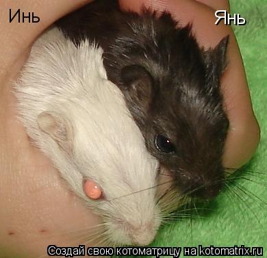 Инь Янь... Котоматрица: Инь Янь