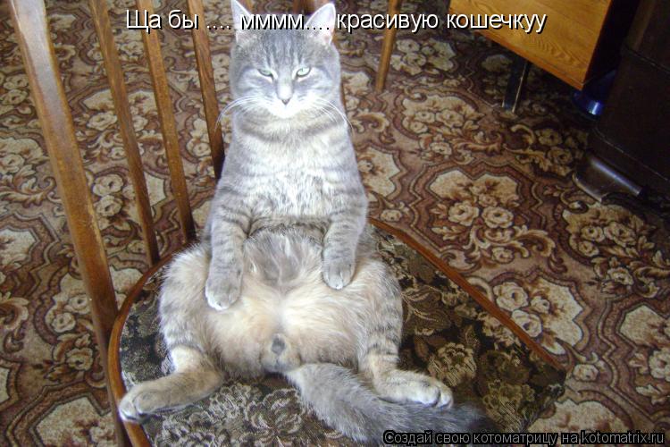 Ща бы .... мммм.... красивую кошечкуу... Котоматрица: Ща бы .... мммм.... красивую кошечкуу