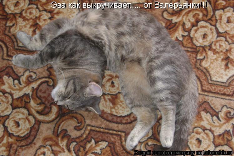Эва как выкручивает..... от Валерьянки!!!... Котоматрица: Эва как выкручивает..... от Валерьянки!!!