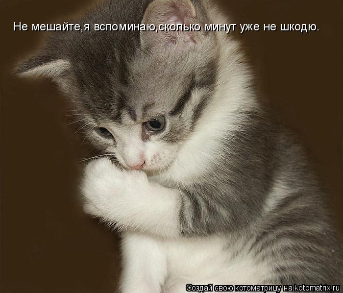Не мешайте,я вспоминаю,сколько минут уже не шкодю.... Котоматрица: Не мешайте,я вспоминаю,сколько минут уже не шкодю.