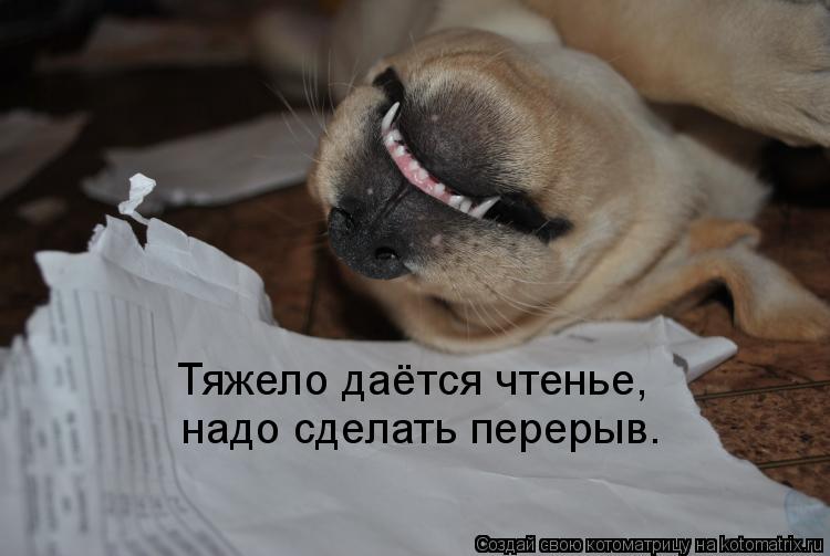 Тяжело даётся чтенье, надо сделать перерыв.... Котоматрица: Тяжело даётся чтенье, надо сделать перерыв.